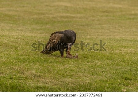 Turkey Vulture eats a dead squirrel it dragged from the road onto a lawn