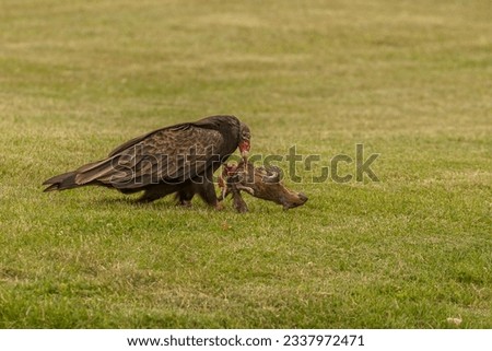 Turkey Vulture eats a dead squirrel it dragged from the road onto a lawn