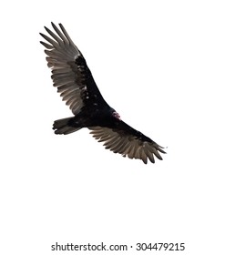 Turkey Vulture in Flight on White Background, Isolated