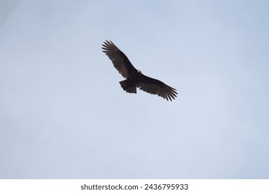 Turkey Vulture flying in the air, this is a large raptor. Appears dark from a distance. Up close, dark brown above with bare red head.