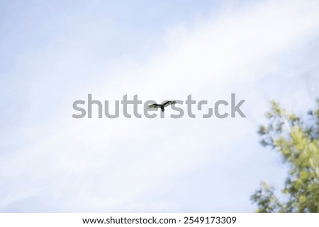 Similar – Image, Stock Photo be free Vulture Flying