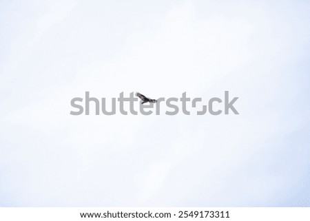 Similar – Image, Stock Photo be free Vulture Flying