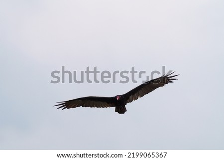 Turkey Vulture flying in the sky, it`s a large raptor. Appears dark from a distance. Up close, dark brown above with bare red head.