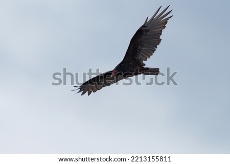 Turkey Vulture flying in the sky, it`s a large raptor. Appears dark from a distance. Up close, dark brown above with bare red head. 
