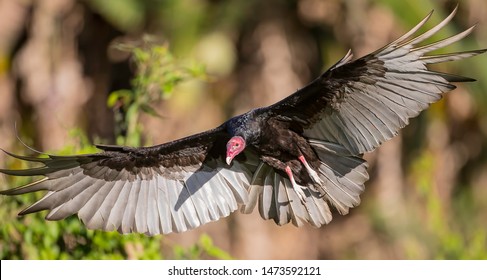 Turkey vulture in full flight with wings open in perfect light conditions
