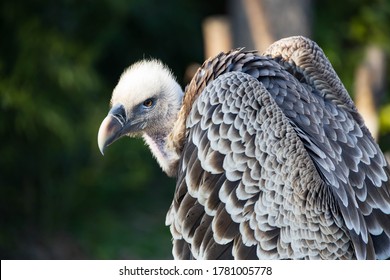 16,245 Vulture head Images, Stock Photos & Vectors | Shutterstock