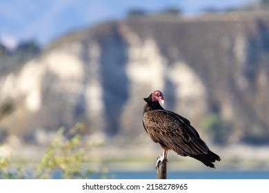 Turkey Vulture In Lake Cachuma