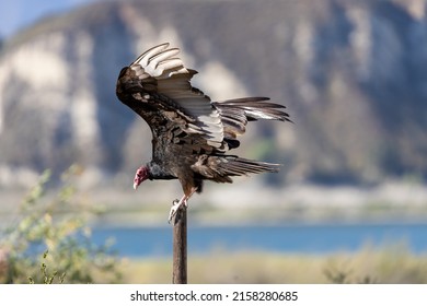 Turkey Vulture In Lake Cachuma