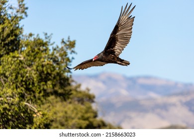 Turkey Vulture in Lake Cachuma