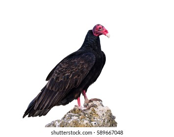 Turkey Vulture on White Background, Isolated