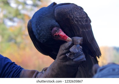 346 Featherless Head Images, Stock Photos & Vectors | Shutterstock