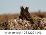 Turkey Vulture, ,planning in flight, Patagonia, Argentina