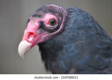 8,243 Turkey head closeup Images, Stock Photos & Vectors | Shutterstock