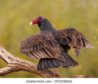 Turkey Vulture is seen on perch