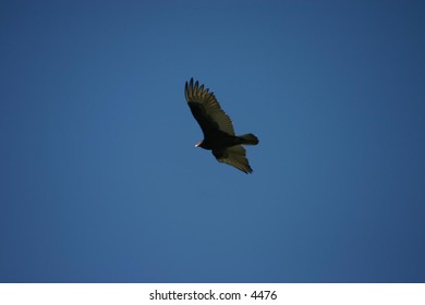 turkey vulture soaring across a blue sky