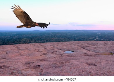 Turkey vulture soaring over the summit of the Enchanted Rock, Enchanted Rock State Natural Area, Texas.