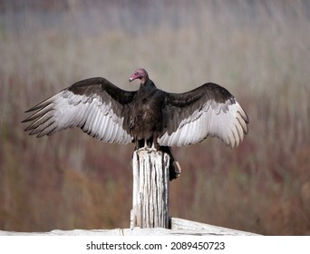 A turkey vulture spreading its wings.