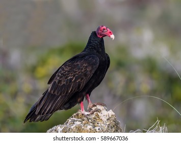 Turkey Vulture Standing on Rock Portrait
