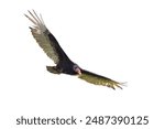 A turkey vulture, wings spread wide open and red head glowing, takes flight.  Isolated on a white background.