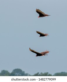 Turkey vultures flying over Des Moines River, Iowa