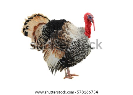  turkey-cock, isolated on a white background