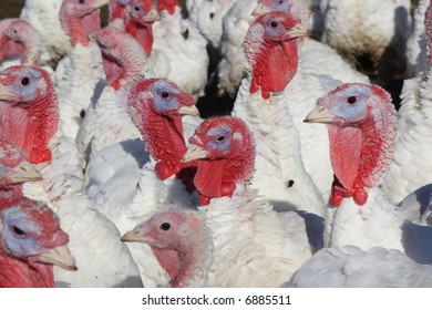 Turkeys