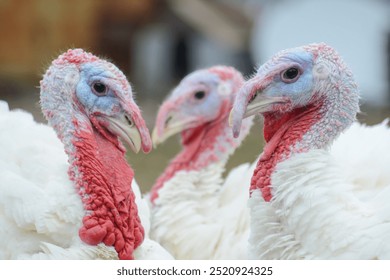 Turkeys. Portrait of a turkey. White domestic turkey birds, wall art, print set - Powered by Shutterstock