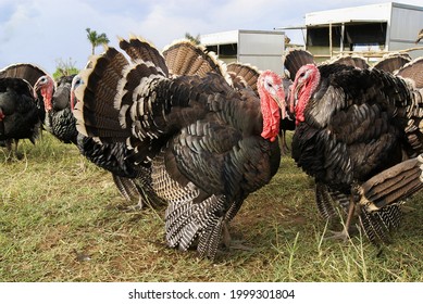 Turkeys Ruffled Feathers On A Farm