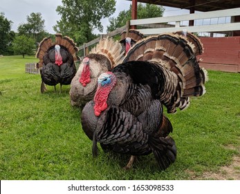Turkeys wandering around a barnyard at a farm in Marshall, Michigan