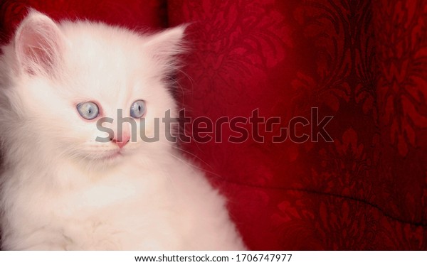 Chat Bebe De L Angora Turc Sur Photo De Stock Modifiable