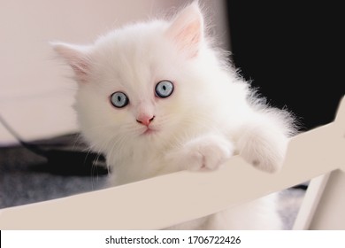 Turkish Angora Baby Cat Images Photos Et Images Vectorielles De Stock Shutterstock