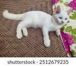 The Turkish Angora is a breed of domestic cat. Beautiful domestic white cat breed. The adorable white cat is sitting in the yard of the house. Pet animal. Close-up photo. Natural breeds of cat