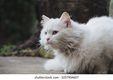 Turkish Angora Cat 