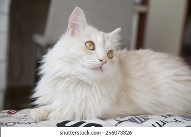 Turkish Angora Cat