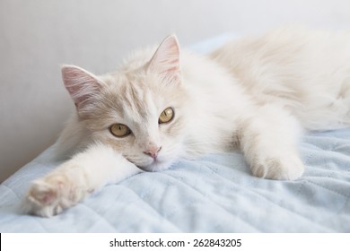 Turkish Angora Cat