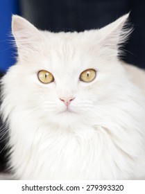 Turkish Angora Cat