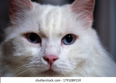 Turkish Angora Cat Close Up View