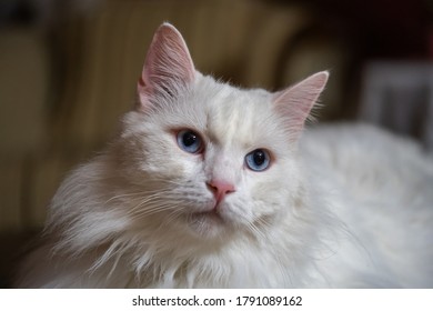 Turkish Angora Cat Close Up View