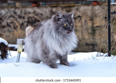 551 Turkish angora baby cat Images, Stock Photos & Vectors | Shutterstock