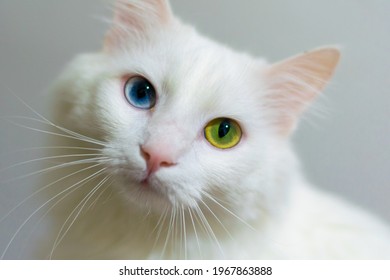 Turkish Angora Cat With Heterochromia