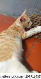 Turkish Cat Isolated On Cement Background Slightly Looking To The Right. White, Fluffy Angora Fur And Orange Details, Big Cat Breed. Big Bright Eyes Looking For Something. Cute Ears And Tail