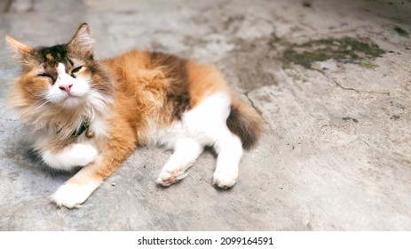 Turkish Cat Isolated On Paving Block Background Slightly Looking To The Right. White, Fluffy Angora Fur And Orange Details, Big Cat Breed. Big Bright Eyes Looking For Something. Cute Ears And Tail