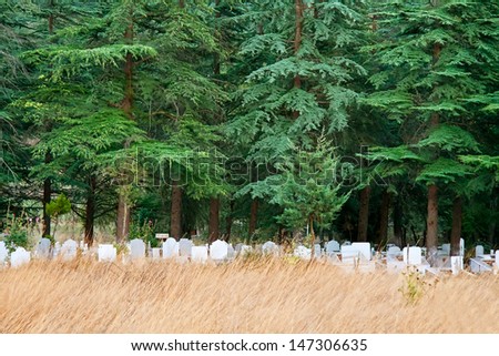 Turkish Graveyard Under Pine Trees in a field.