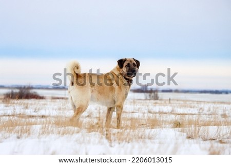 Turkish Kangal dog in winter. Livestock guardian dog.