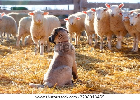 Turkish Kangal puppy with sheep. Anatolian Shepherd dog. Future livestock guardian dog. 