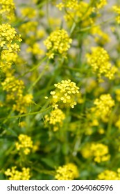 1,032 Flower warts Images, Stock Photos & Vectors | Shutterstock