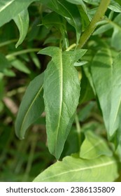 Turkish rocket green leaves - Latin name - Bunias orientalis