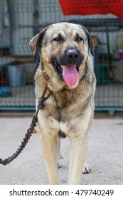 965 Turkish kangal Images, Stock Photos & Vectors | Shutterstock