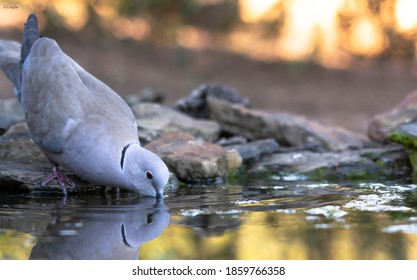 Turkish turtledove drinking in an abbreak