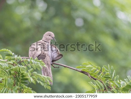 turkish turtledove pigeon sitting on a branch